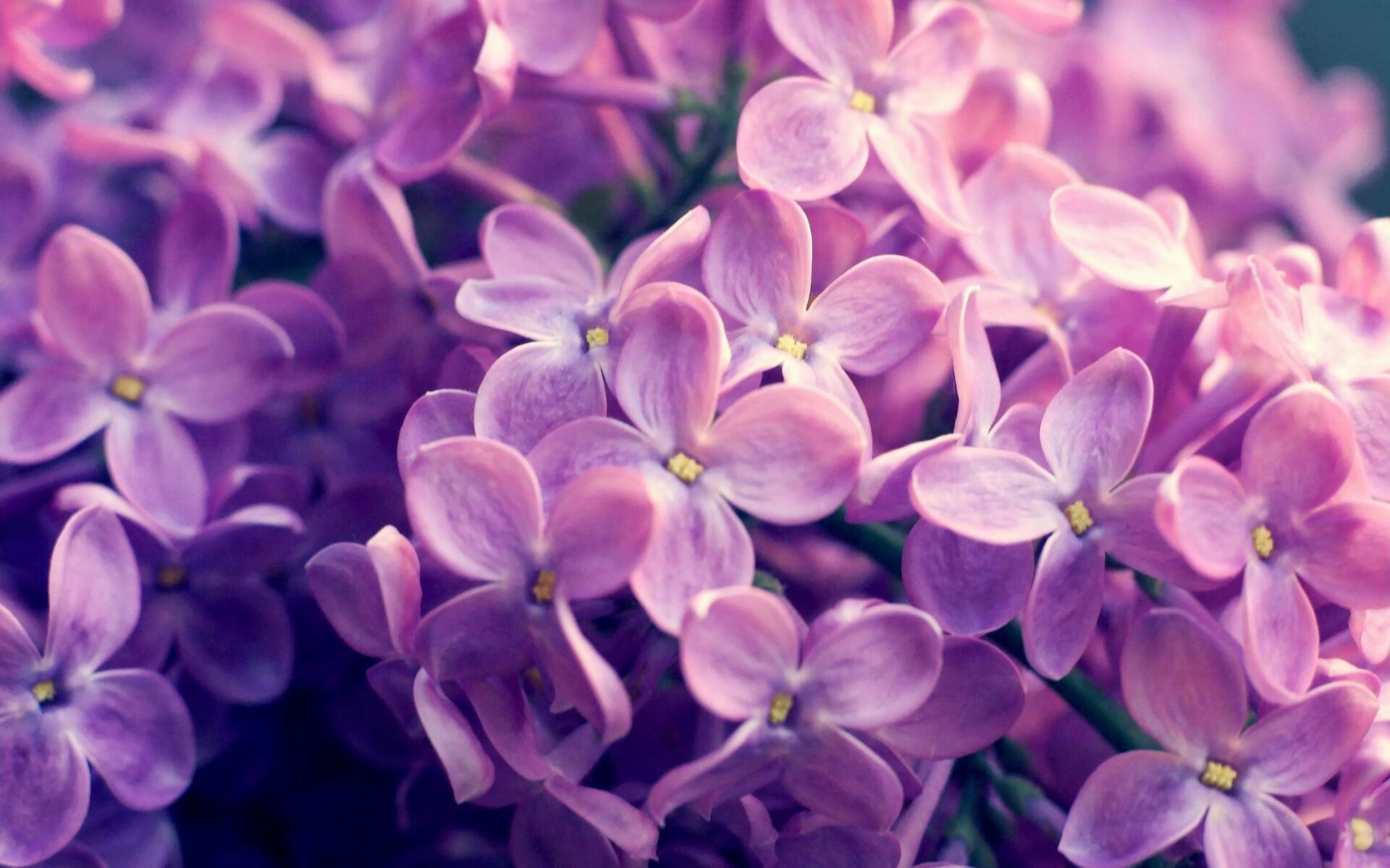 凯撒酋长主场气氛堪比欧洲豪门,球迷热情高涨,凯撒踢球