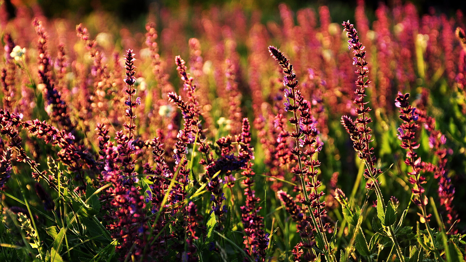 全国定向越野锦标赛开启热血赛程，定向越野比赛时间