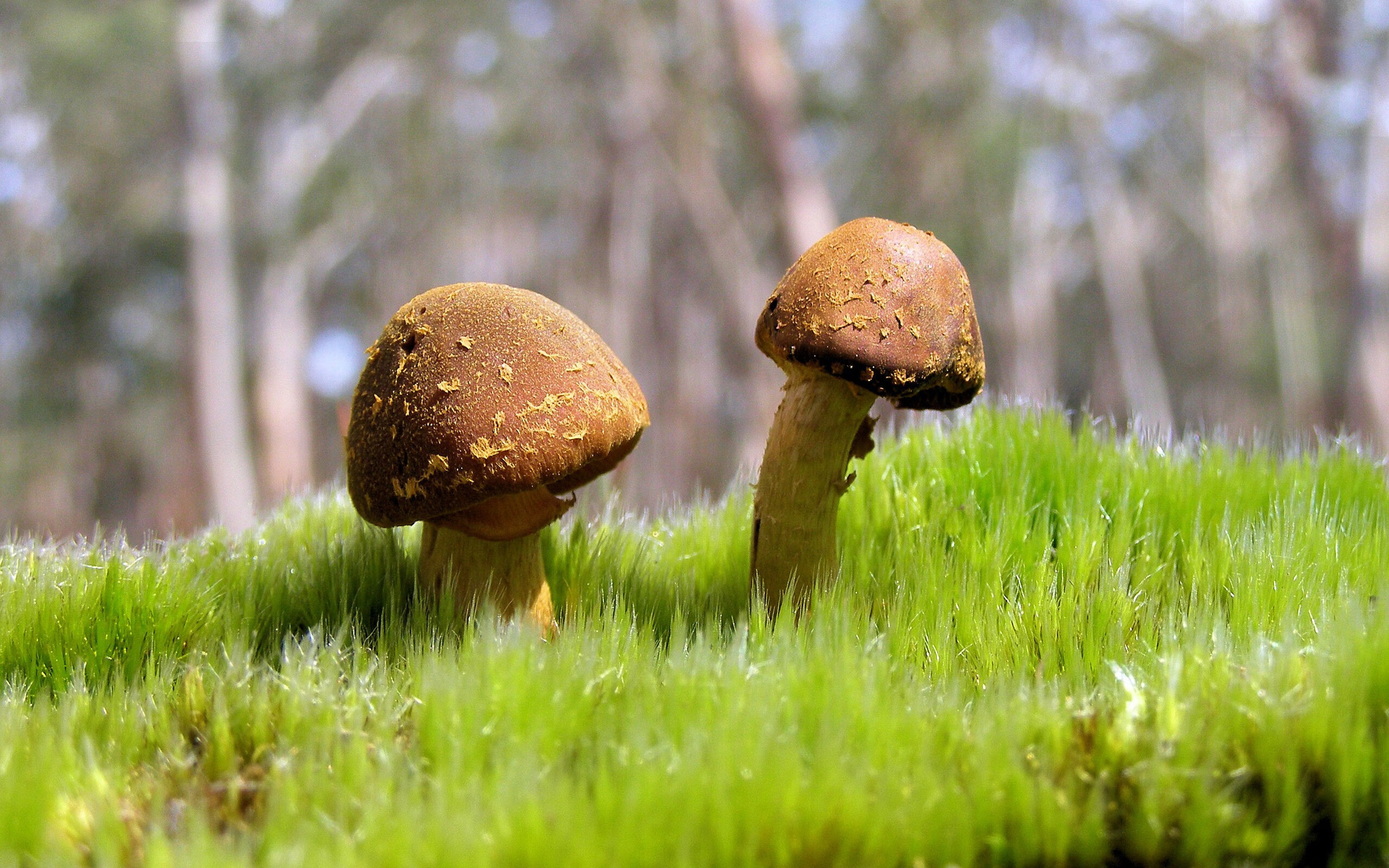 -青年世界杯预赛中，加拿大队表现抢眼，期待决赛圈精彩表现，世界杯青年锦标赛